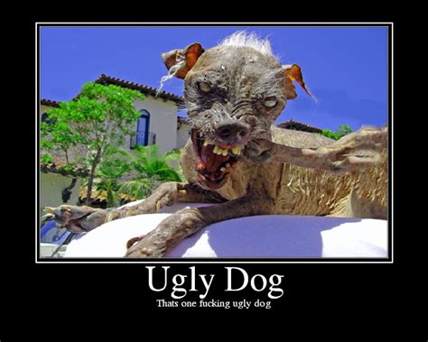 Ugly Dogs And Cats
