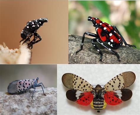 Residents asked to be on lookout for Spotted Lanternfly ...