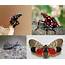 Residents Asked To Be On Lookout For Spotted Lanternfly  The Sun