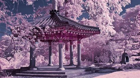 Cherry Blossom Chinese Garden 441068 Hd Wallpaper And Backgrounds