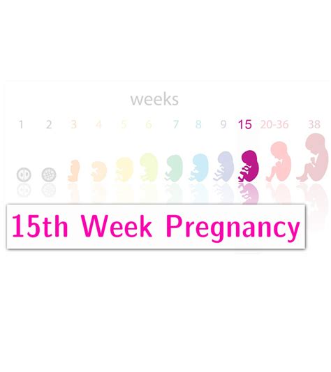 Weeks Pregnancy Symptoms Tips And Baby Development