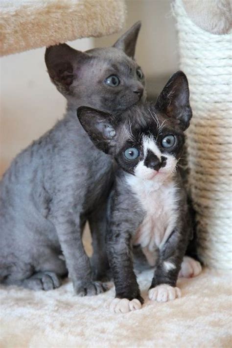 Two Beautiful Devon Rex Kittens Cute Kittens Chat Rex Cornish Cornish