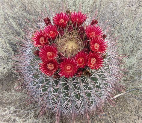 Cannundrums Sonoran Barrel Cactus