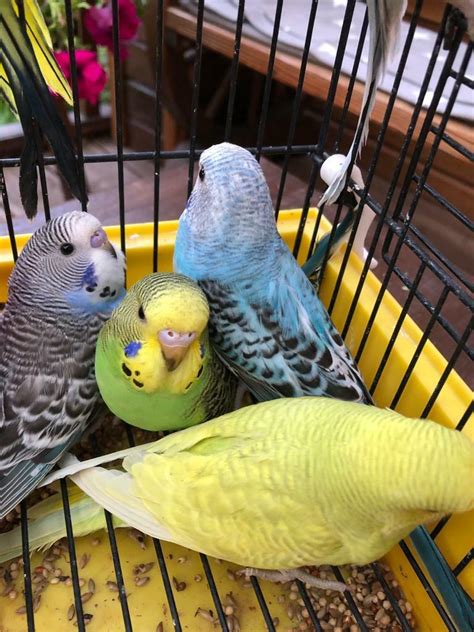 Budgies For Sale In Ilford London Gumtree