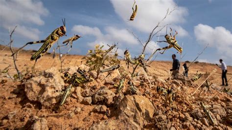 A Biblical Locust Plague Has Put Millions On Brink Of Famine True