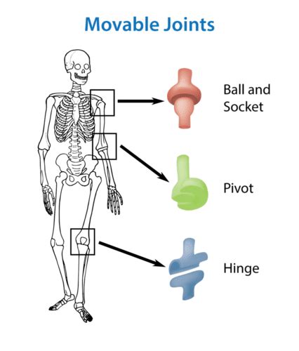Skeletal System Joints Read Biology Ck 12 Foundation