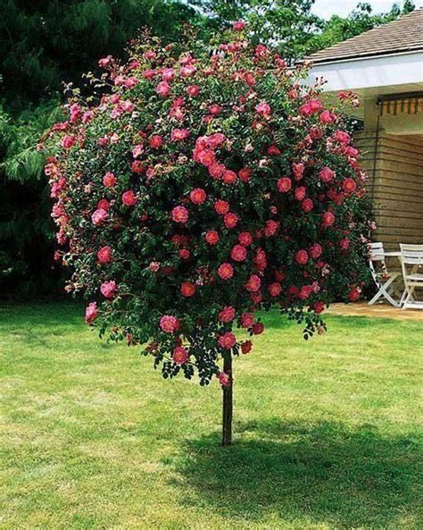 Pin By Tiffany On Roses Flowering Trees Outdoor Plants Autumn Garden