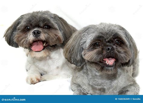 Two Shih Tzu Dogs Lying On White Looking At Viewer Up Close Stock Image