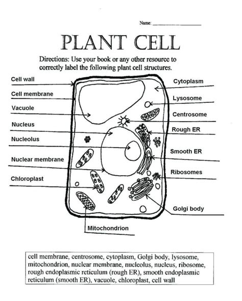 Cells Alive Plant Cell Worksheet Answer Key — Db