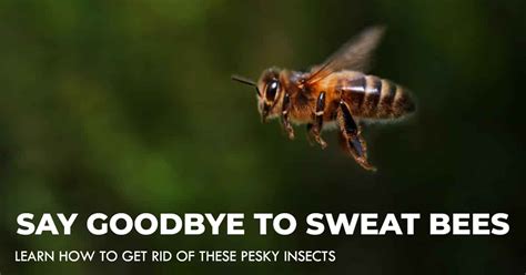 How To Get Rid Of Sweat Bees 100 Working Tips According To Experts