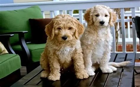 Goldendoodle Cost In 2023 The Pricer