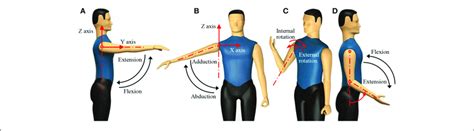 Human Upper Limb Motions A Shoulder Flexion B Shoulder
