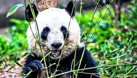 Giant Pandas Still Face High Risk Of Extinction Worddisk