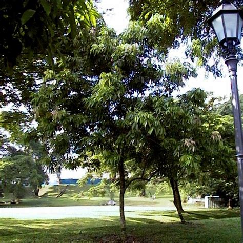 Pokok teduhan di sekitar halaman rumah bukan sahaja dapat mencantikkan lagi persekitaran pokok doa ini merupakan tumbuhan teduhan yang cantik. 20 Pilihan Pokok-Pokok Teduhan Berbunga