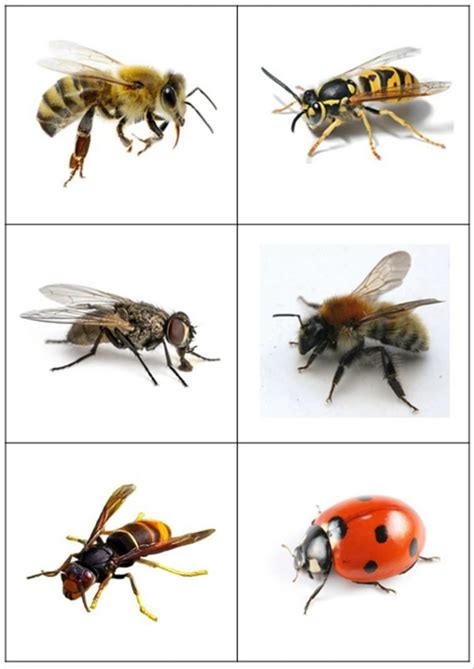 Imagier Insectes