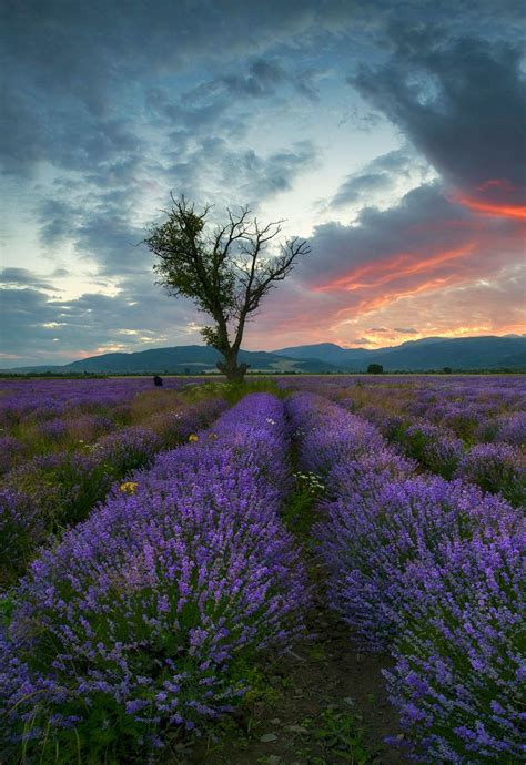 Lavender Field At Sunset By Krasi St M Landscape Photography Sunset