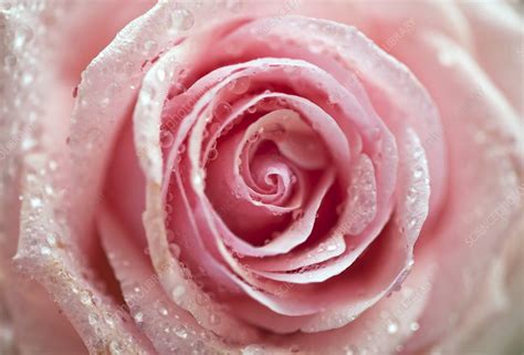 Rosa Pink Heaven Stock Image C0409907 Science Photo Library