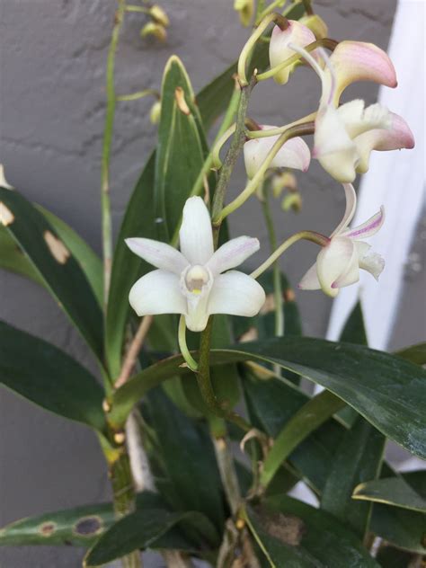 Jun 03, 2020 · you can't see it but they're smiling from ear to ear behind those masks. Dendrobium kingianum 'Jackpot' variegated leaves AND white ...