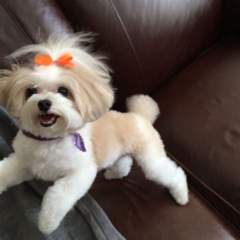 Maltipoo Hairstyles Maltipoo Haircuts Haircut Pictures Hot Hair Styles