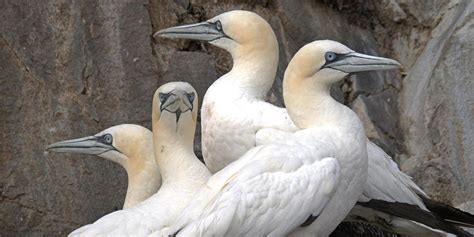 Avian Flu In Seabird Colonies In Scotland Scottish Seabird Centre