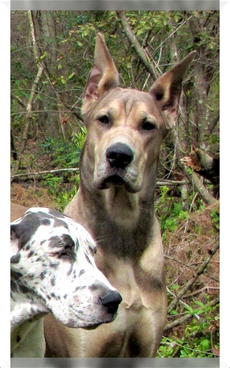 Pure bred with full akc registration. wild fawn great dane