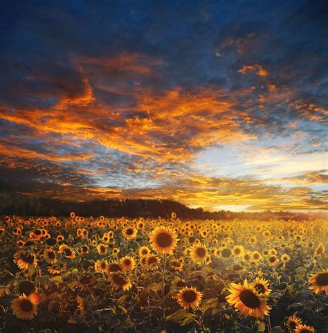 Sunflower Field Landscape Scene Free Photo On Pixabay Pixabay