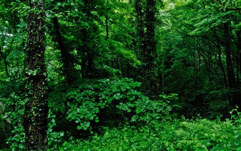 Dense Forest Wallpapers Top Free Dense Forest Backgrounds