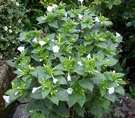 Jasmine White Flowers Fragrant House Plant 50 Seeds