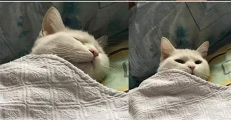 Two Cats Sleeping Blanket Blank Template Imgflip