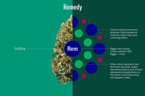 Leaflys New Cannabis Guide Makes Understanding Weed Easier