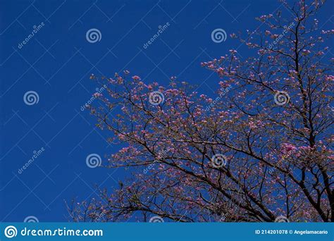 Pink Flowered Ipe With Blue Sky Stock Photo Image Of Flowers