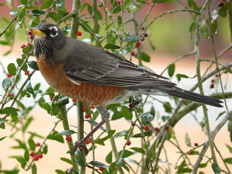 All About Animal Wildlife American Robin Facts And Photos Images