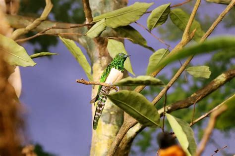 African Emerald Cuckoo Chrysococcyx Cupreus Zoochat