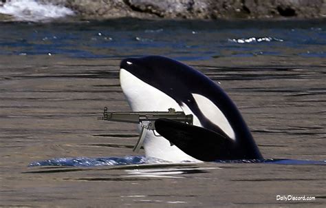 Dolphin Shot Dead On Ca Beach Orca Wanted For Questioning The Daily