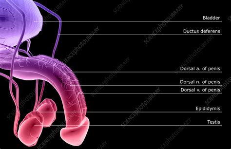 The Male Reproductive Organs Stock Image F0020981 Science Photo