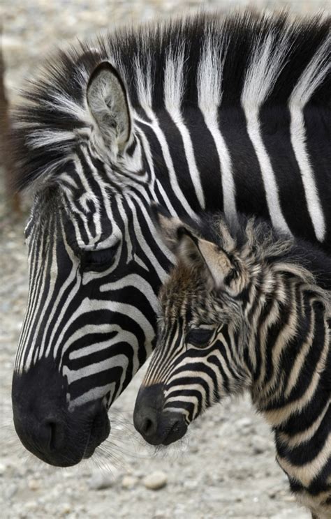 Momma And Baby Zebra Zebras Photo 24515271 Fanpop