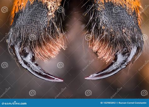 Extreme Magnification Wolf Spider Fangs Lycosidae Stock Photo