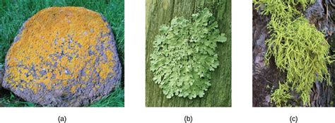 Lichens Microbiology