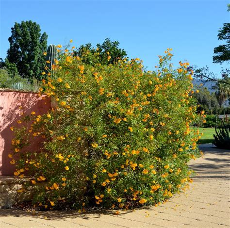 Tecoma X ‘orange Jubilee Enlivens Southern Gardens