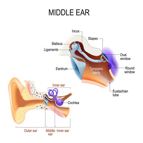 Stapedius Muscle Vector Illustration Labeled Anatomical Ear Structure