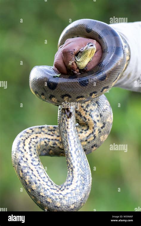 Naturalist With Anaconda Snake Eunectes Murinus In The Peruvian