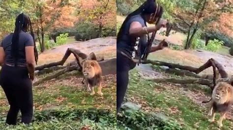 Watch Woman Taunts Lion Inside Bronx Zoo Enclosure
