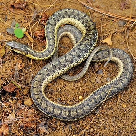 Snakes Of Massachusetts