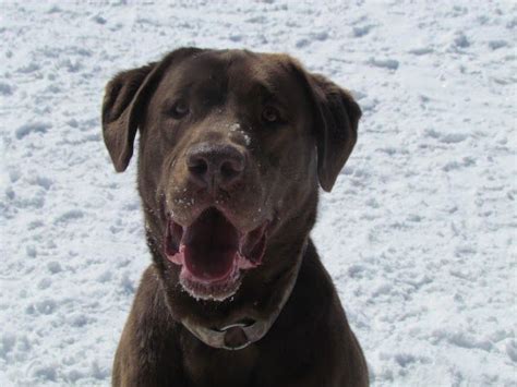 Labrador retrievers only come in three colors and please note never the dilute gene or silver gene labradors will come from my kennel. Adopt Brigg - GRADUATE on Petfinder | Labrador retriever dog, Adoption, Chocolate labrador retriever
