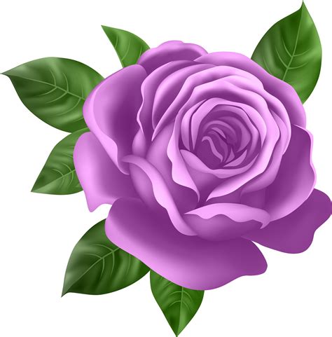 Purple Rose Transparent Png Clip Art Purple Rose Clipart Free