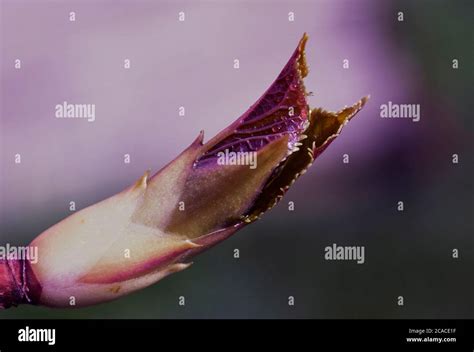 Nuove Foglie Di Primavera Immagini E Fotografie Stock Ad Alta