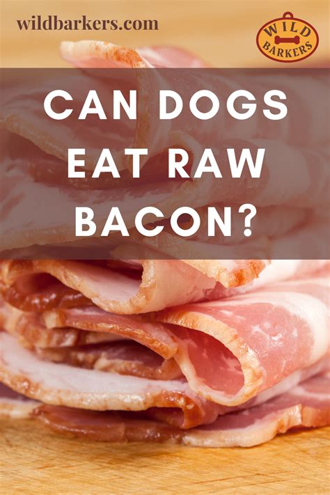 All dogs eat meat but domestic dogs take it out of dog food or the meat will be cooked for them. Can Dogs Eat Raw Bacon? in 2020 | Eating raw, Can dogs eat ...