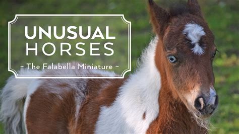 unusual horses falabella miniature