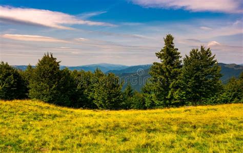 Forest On A Grassy Meadow In Mountains Stock Image Image Of Carpet