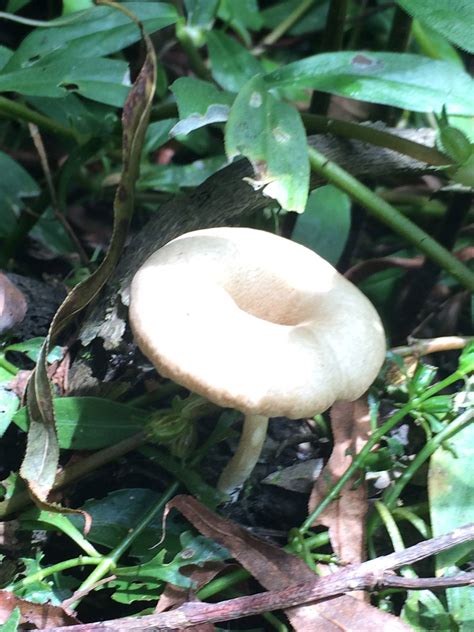 Pretty finds in South Florida - Mushroom Hunting and Identification